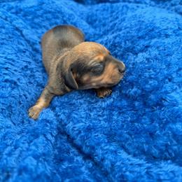 Girl 2 - Wild boar female Dachshund puppy in Spanaway, Washington from 11 Oaks Kennels