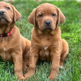 Labrador Retriever Puppies from Matoskah Meadows Labradors