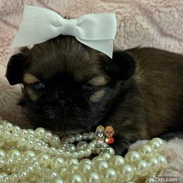 Tilly - Sable female Shih Tzu puppy in Walkertown, North Carolina from Lil’ Bit’s Shih Tzu