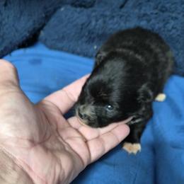 Black with white feet - Black female Pomeranian puppy in Hazleton, Indiana from Hyneman's Haven Poms