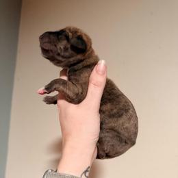 Cantaloupe - Merle female Great Dane puppy in Jerusalem, Arkansas from Mara Danes