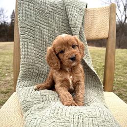 Cavapoo puppies from Pleasant Home Puppies