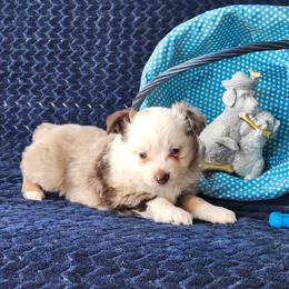 Flower - Red merle female Miniature Australian Shepherd puppy in Gainesboro, Tennessee from Family Tradition