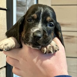 Female 3 - Black brown and white female Basset Hound puppy in Lindley, New York from Hill Top Basset Hounds & Cane Corso