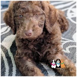 Duke - F1b-OFA-Genetics-2 Yr Warranty-Microchip - Chocolate male Goldendoodle puppy in Jeddo, Michigan from Apple Creek Doodles
