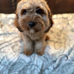 Cavapoo puppies from Hearts Full of Puppies