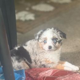 Harlequin - Blue merle female Toy Australian Shepherd puppy in Alabaster, Alabama from Bama Belle Aussies