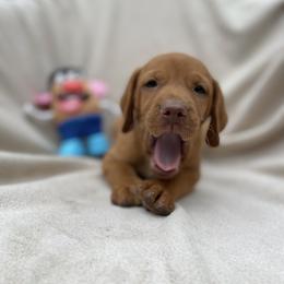 Mr Potato Head - Golden rust male Vizsla puppy in Bloomington, Indiana from Envizion