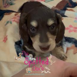 Larger chocolate and cream gal - Chocolate and cream female Dachshund puppy in Mt. Pleasant, Texas from The Spotted Doxie