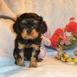 Cavachon and Cavalier King Charles Spaniel Puppies from Walnut Grove Cavaliers