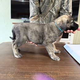 Mr. Light Blue - Fawn male Anatolian Shepherd Dog puppy in Ozark, Missouri from Swan Falls Farm