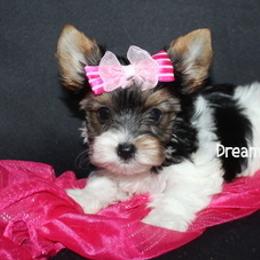 AKC Grace SOLD.. - Black tan and white female Biewer Terrier puppy in Kennesaw, Georgia from Dreamy Pups