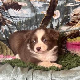 Summer - Red & white female Miniature Australian Shepherd puppy in California from Eagle River Aussies
