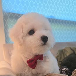 Flynn Rider - White male Bichon Frise puppy in Upland, California from IDREAMOFPUPPIES