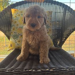 Black - Cream male Goldendoodle puppy in Seguin, Texas from Dude Ranch Doodles