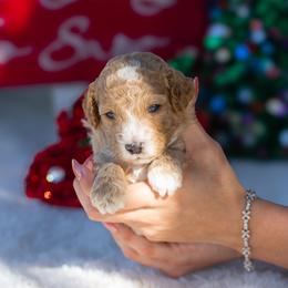 Toby - Apricot male Poodle puppy in Fort Myers, Florida from Blossom Paws