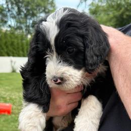 Green - Black and white male Bernedoodle puppy in Southampton, Pennsylvania from Pumpkin Patch Doodles