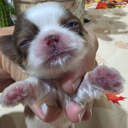Puppy 1 male - Liver and white male Shih Tzu puppy in Lone Oak, Texas from PDF Kennels