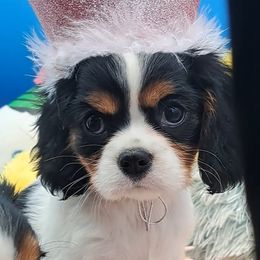 Bonnie - Tri-color female Cavalier King Charles Spaniel puppy in Longview, Texas from Casanova Cavalier King Charles Spaniels