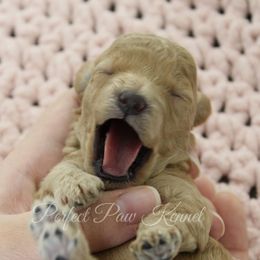 Poodle Puppies from Perfect Paw Kennel