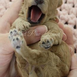 Poodle Puppies from Perfect Paw Kennel