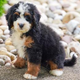 Passy - Tri-color female Bernedoodle puppy in Dundee, Ohio from Down Home Doodle