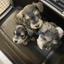Border Collie and Miniature Schnauzer Puppies from Circle R Sidney