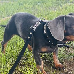 Dachshunds from Sweet Honey Mini Dachshunds