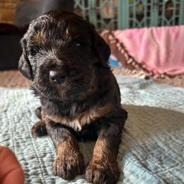 Boy 2 - Tri-color male Bernedoodle puppy in Newkirk, Oklahoma from Dirty Dogs Doodles