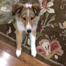 Shetland Sheepdog Puppies from Agee's World of Shelties