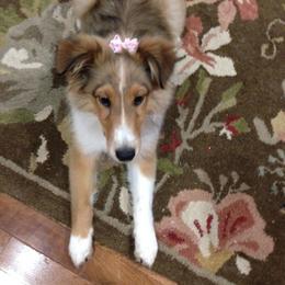 Shetland Sheepdog Puppies from Agee's World of Shelties