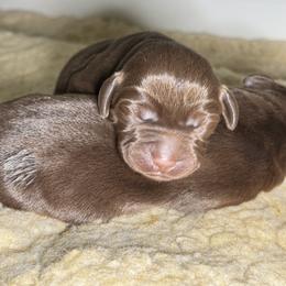 Red Collar - Chocolate female Labrador Retriever puppy in Somerset, California from Cantina Labs and Cavs