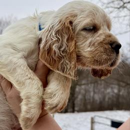 Lambert - Lemon and white male English Springer Spaniel puppy in Bay City, Wisconsin from Springer Hills Farm