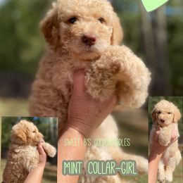 Mint Collar - Apricot female Goldendoodle puppy in Ringgold, Georgia from Sweet B’s Goldendoodles