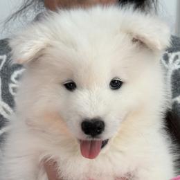 Maggie  (Pink Girl) - White female Samoyed puppy in White Bear Lake, Minnesota from Nakawe (nah-COW-weh) Samoyeds