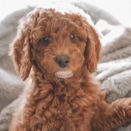 Goldendoodles from Greenhill Doodles