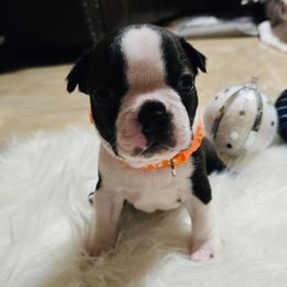 Boston Terrier Puppies from Castellanos Bostons