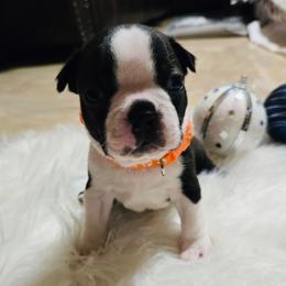 Boston Terrier Puppies from Castellanos Bostons