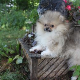 Boy 1 - male Pomeranian puppy in Midland, Michigan from A&M Pomeranians
