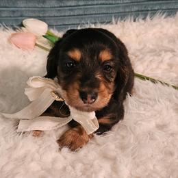 Gashka - Black and tan female Dachshund puppy in Sylvania, Georgia from Dachshund and Co.