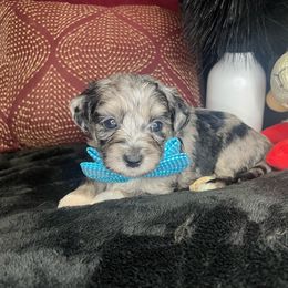 Strawberry Cucumber Salsa - Merle Goldendoodle puppy in Charlotte, North Carolina from Ben and Jerry Doodles