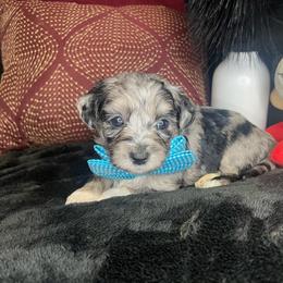 Strawberry Cucumber Salsa - Merle Goldendoodle puppy in Charlotte, North Carolina from Ben and Jerry Doodles