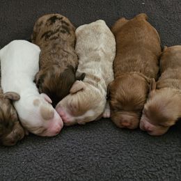 Cockapoos and Cocker Spaniels from Susanna's Cockers