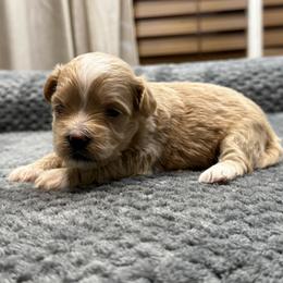 Bella - Red female Maltipoo puppy in Bowling Green, Kentucky from Denise Clark
