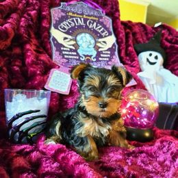 Yorkshire Terrier Puppies from Kathryn's Yorkies