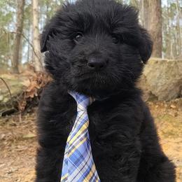 Blue Collar - Male - Black male German Shepherd puppy in Charlotte, North Carolina from Zuflucht K9s
