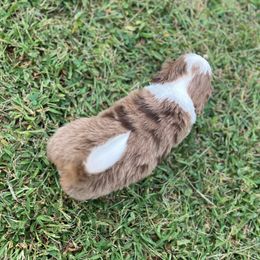 Miranda - Merle female Bernedoodle puppy in Warrensburg, Missouri from Dreamer Ridge Puppies