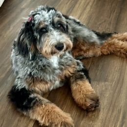 Monroe - Bernedoodle
