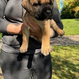 Cane Corso Puppies from PNW Cane Corsos