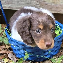 Chocolate Piebald Male - Piebald male Dachshund puppy in Avon Park, Florida from Dachshunds